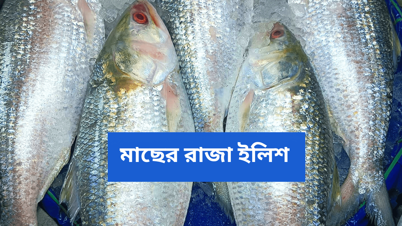 hilsa-market