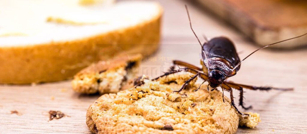 winter-kitchen-cockroach-problem-solution