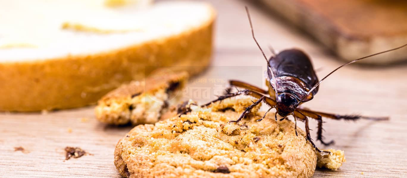 winter-kitchen-cockroach-problem-solution