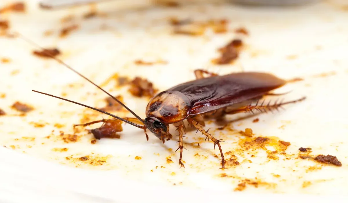 natural way to remove cockroaches at home