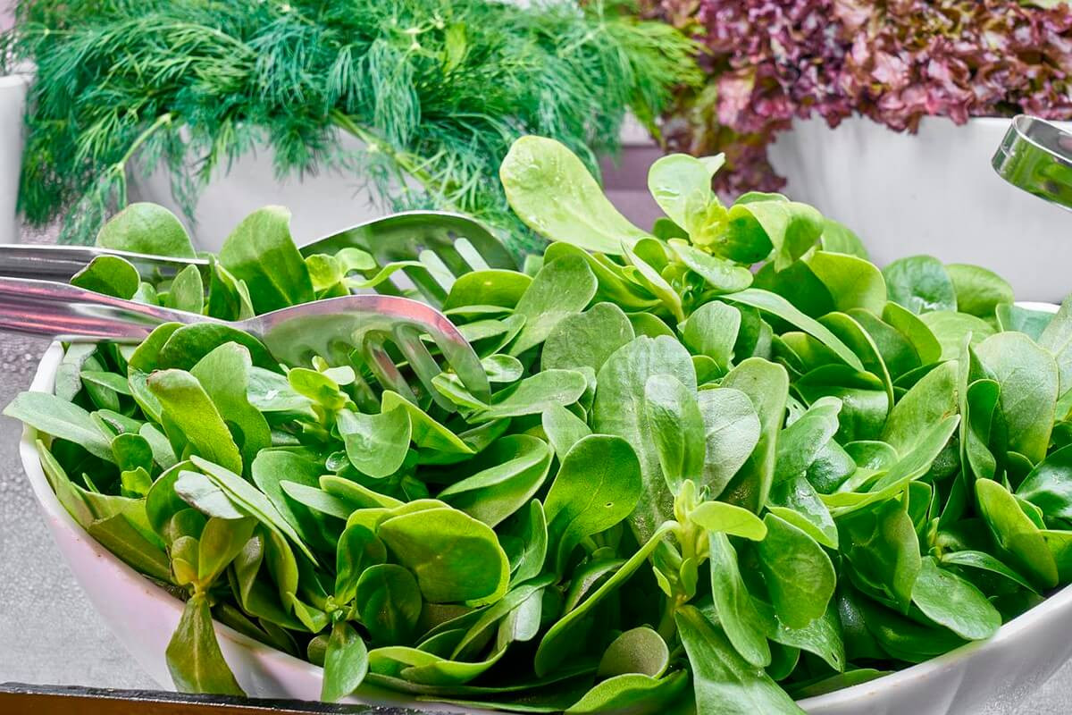 winter-9-healthy-leafy-vegetables-benefits