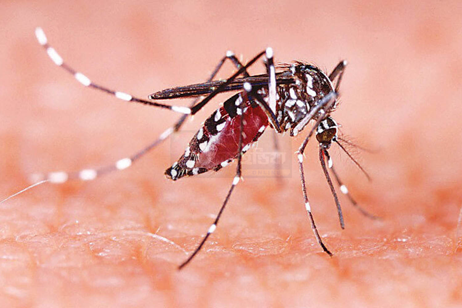 Kolkata Dengue Control